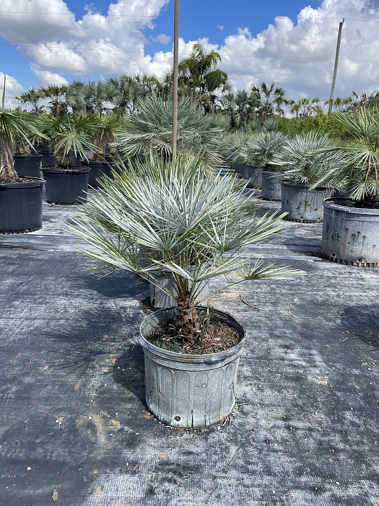 chamaerops-humilis-european-fan-palm-mediterranean-fan-palm