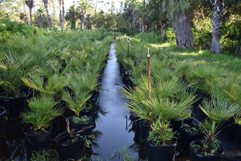 chamaerops-humilis-european-fan-palm-mediterranean-fan-palm
