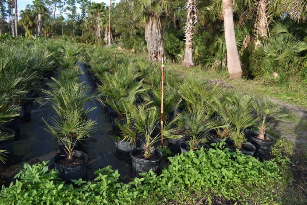 chamaerops-humilis-european-fan-palm-mediterranean-fan-palm