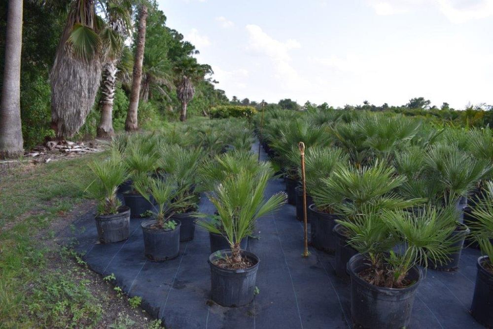 chamaerops-humilis-european-fan-palm-mediterranean-fan-palm