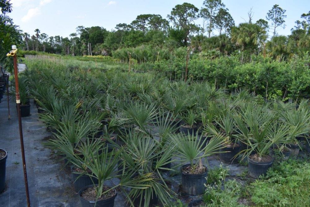 chamaerops-humilis-european-fan-palm-mediterranean-fan-palm