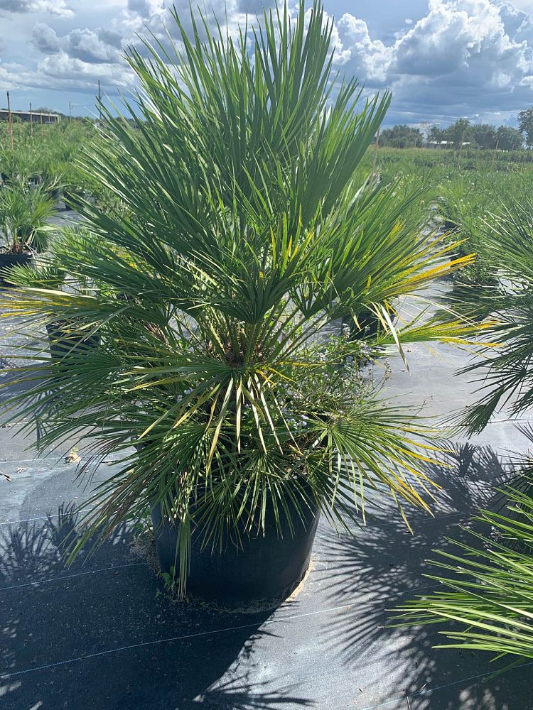 chamaerops-humilis-european-fan-palm-mediterranean-fan-palm