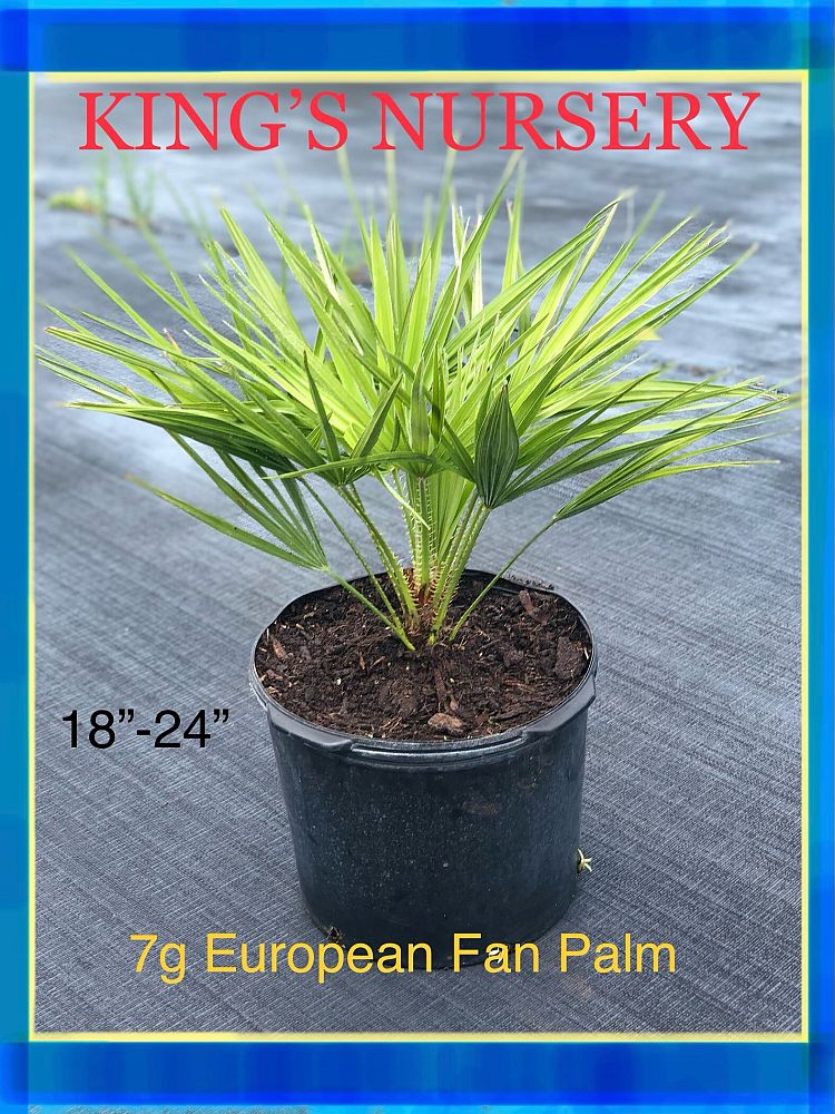 chamaerops-humilis-european-fan-palm-mediterranean-fan-palm