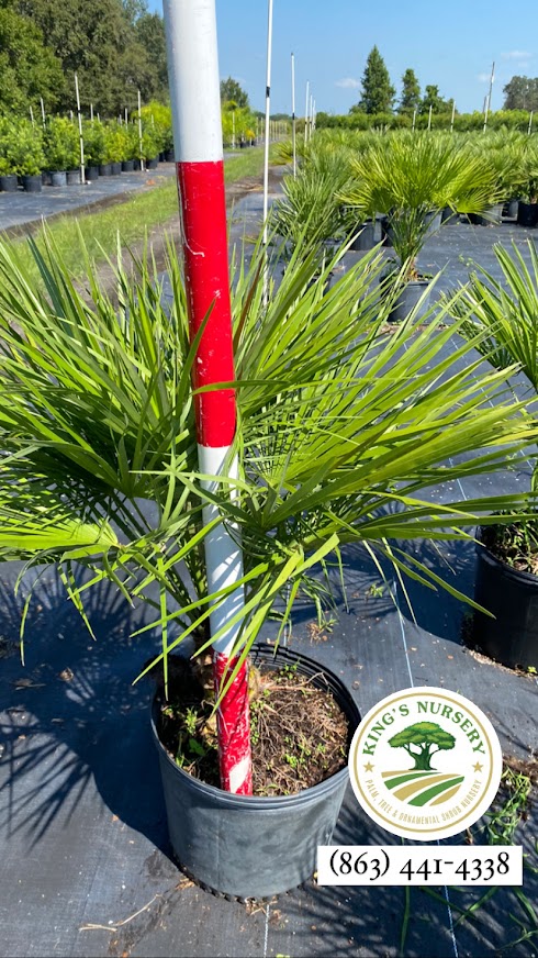 chamaerops-humilis-european-fan-palm-mediterranean-fan-palm