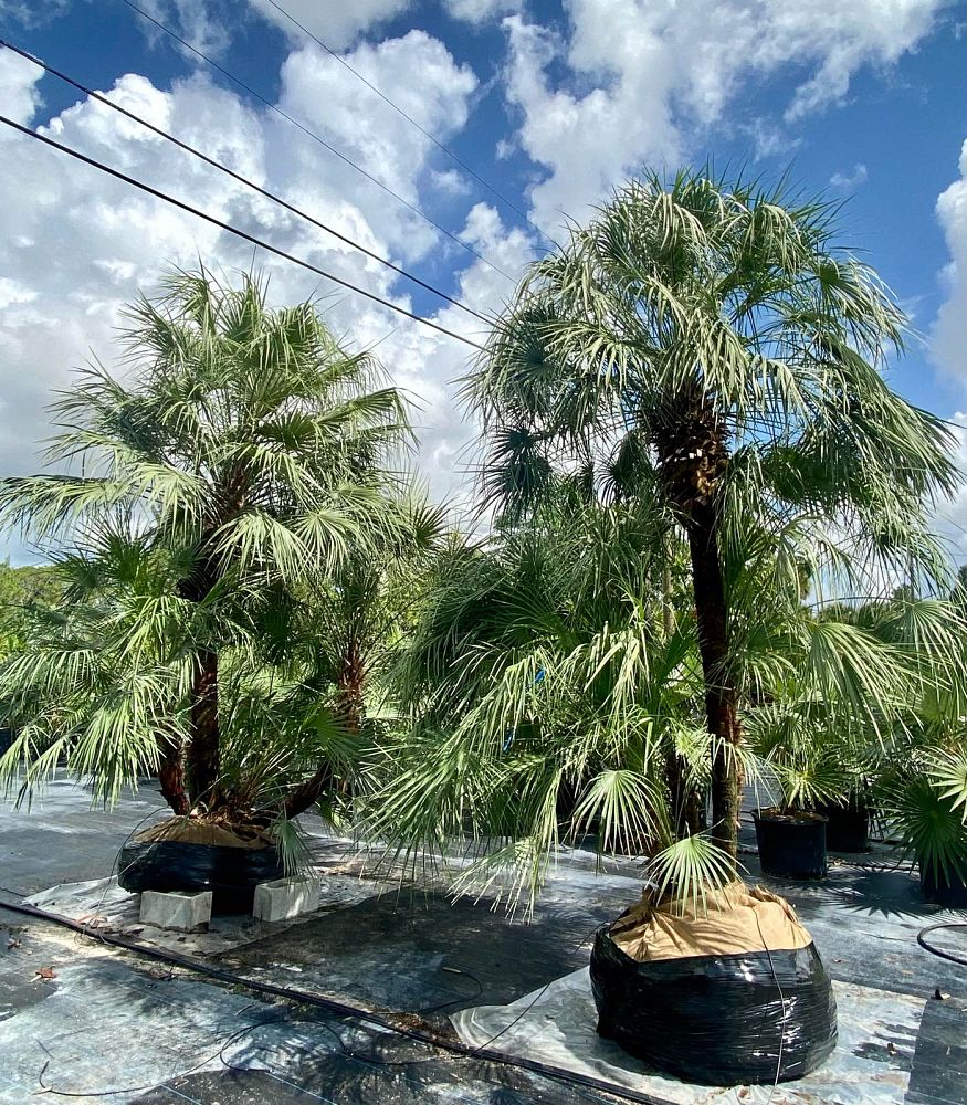 chamaerops-humilis-european-fan-palm-mediterranean-fan-palm