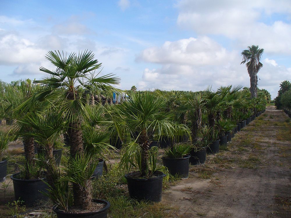 chamaerops-humilis-european-fan-palm-mediterranean-fan-palm
