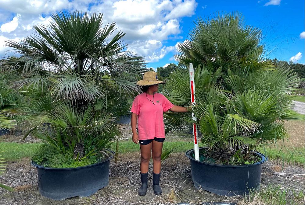 chamaerops-humilis-european-fan-palm-mediterranean-fan-palm