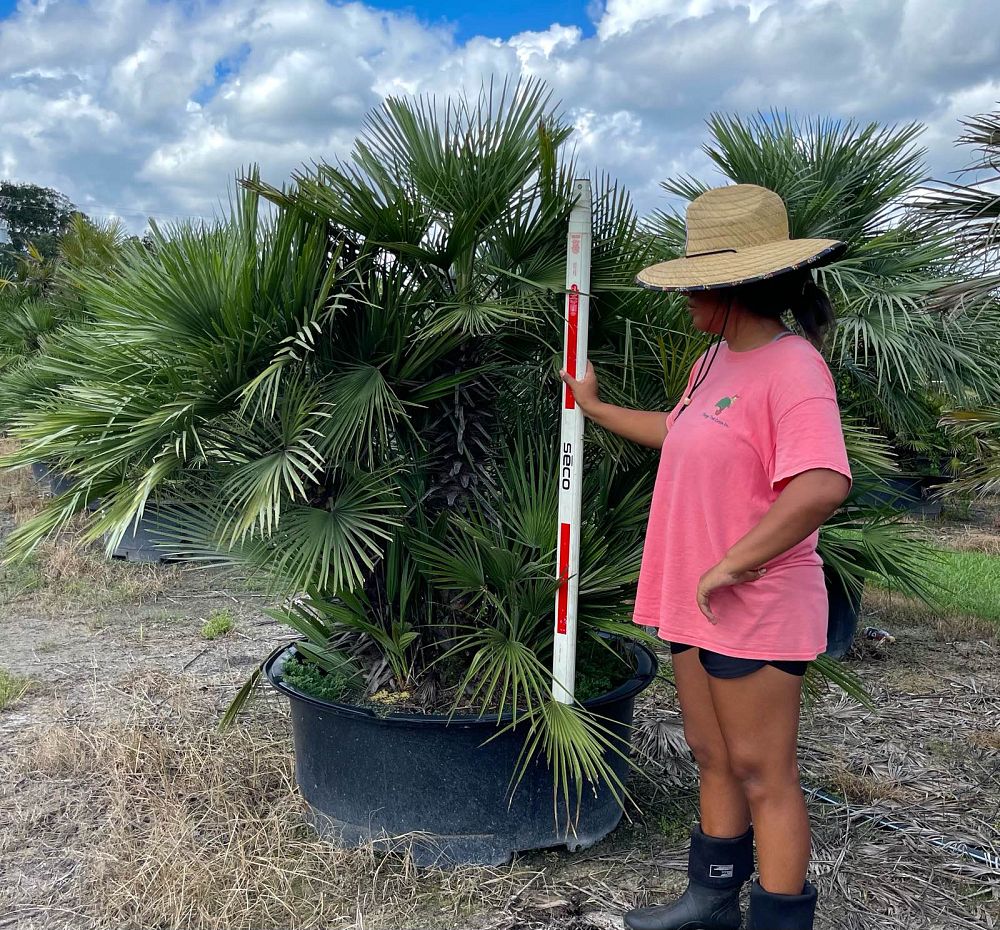 chamaerops-humilis-european-fan-palm-mediterranean-fan-palm