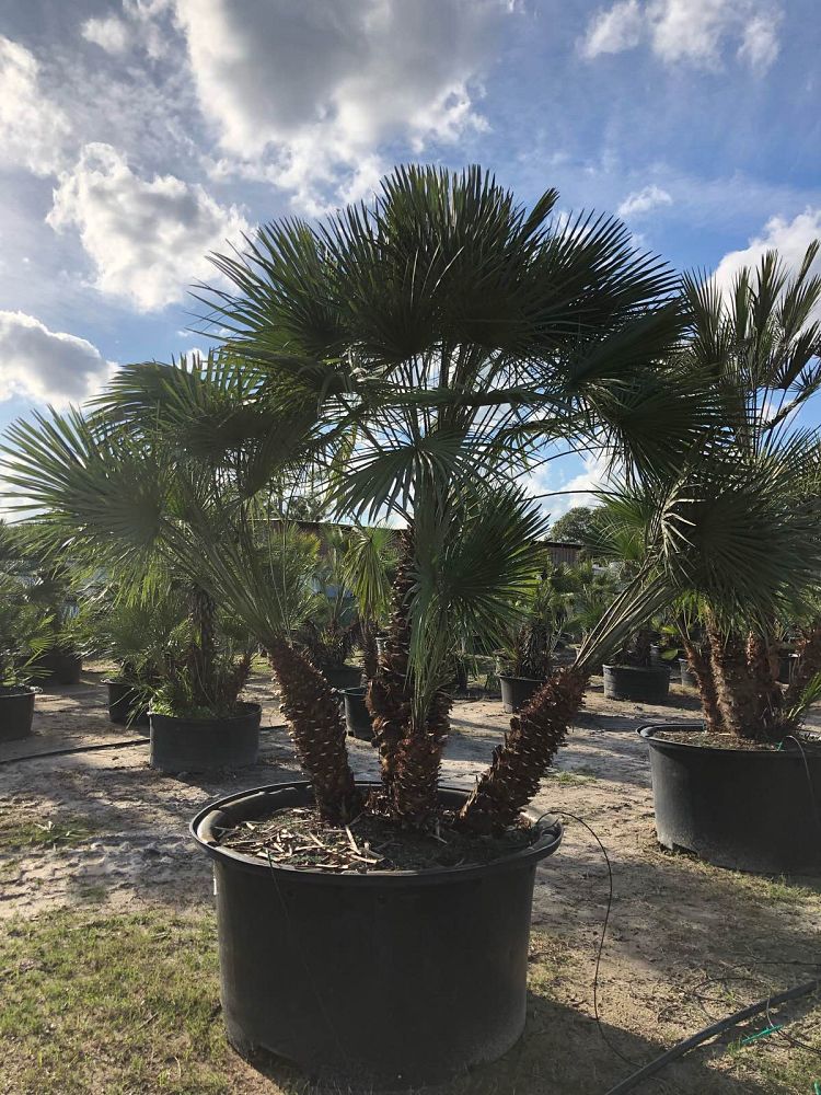 chamaerops-humilis-european-fan-palm-mediterranean-fan-palm