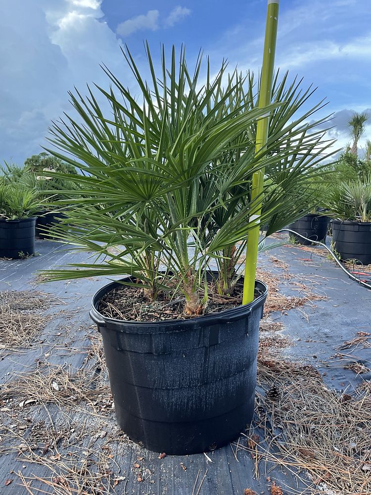 chamaerops-humilis-european-fan-palm-mediterranean-fan-palm