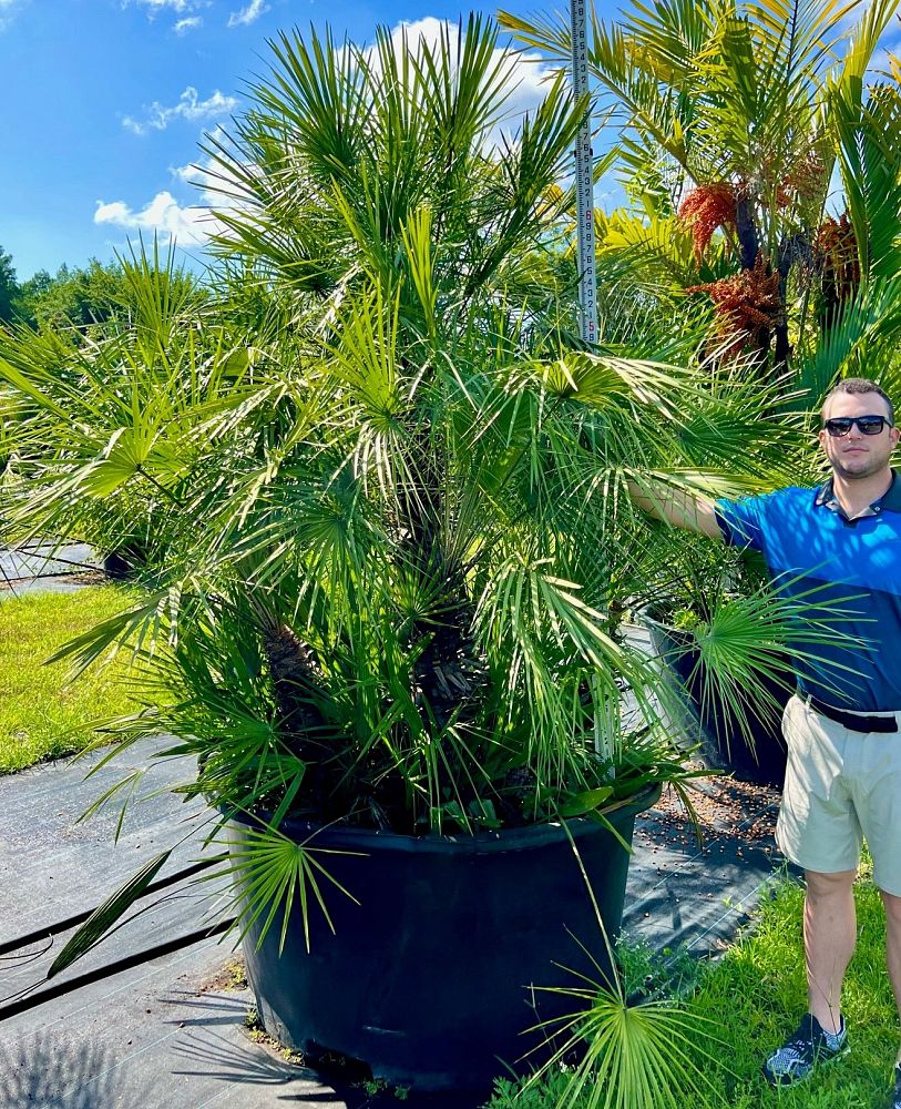 chamaerops-humilis-european-fan-palm-mediterranean-fan-palm