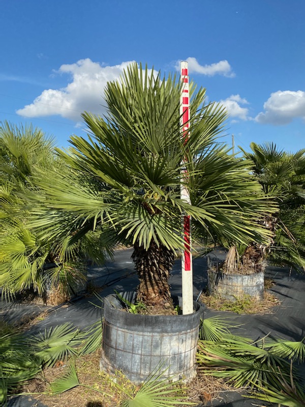 chamaerops-humilis-european-fan-palm-mediterranean-fan-palm