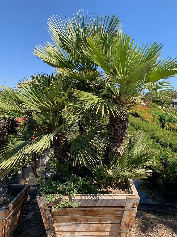 chamaerops-humilis-european-fan-palm-mediterranean-fan-palm