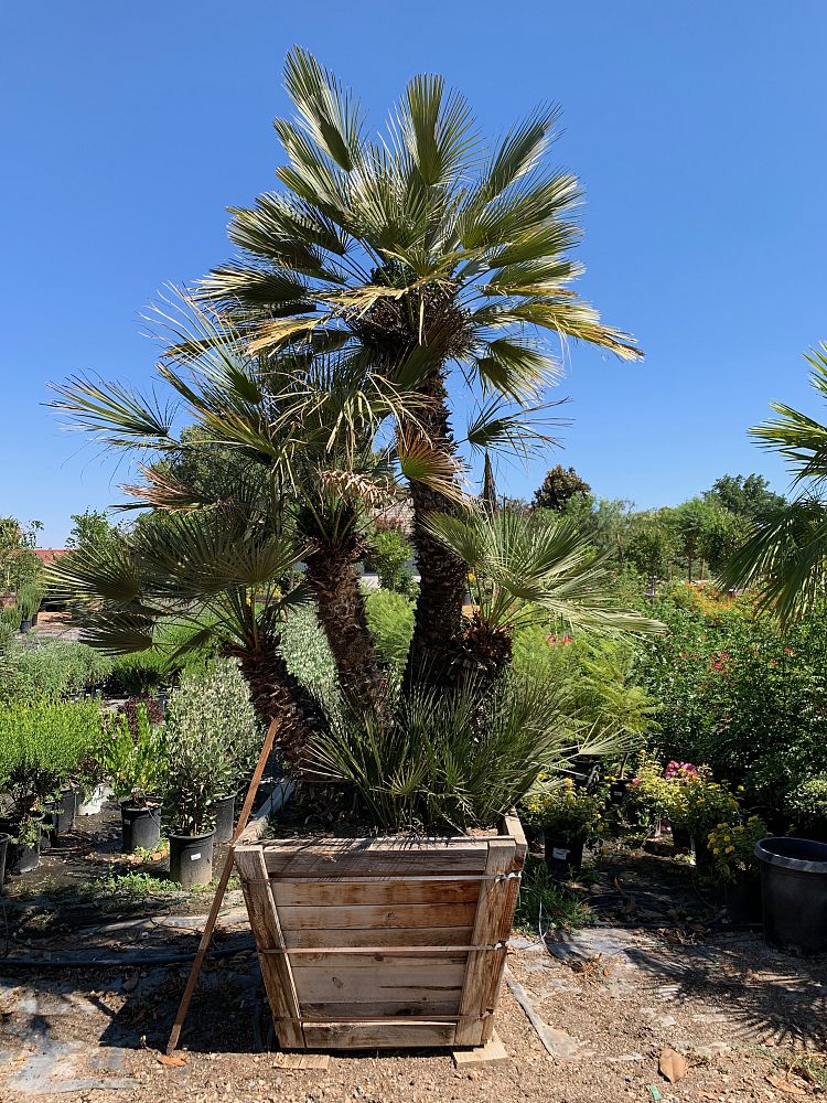 chamaerops-humilis-european-fan-palm-mediterranean-fan-palm