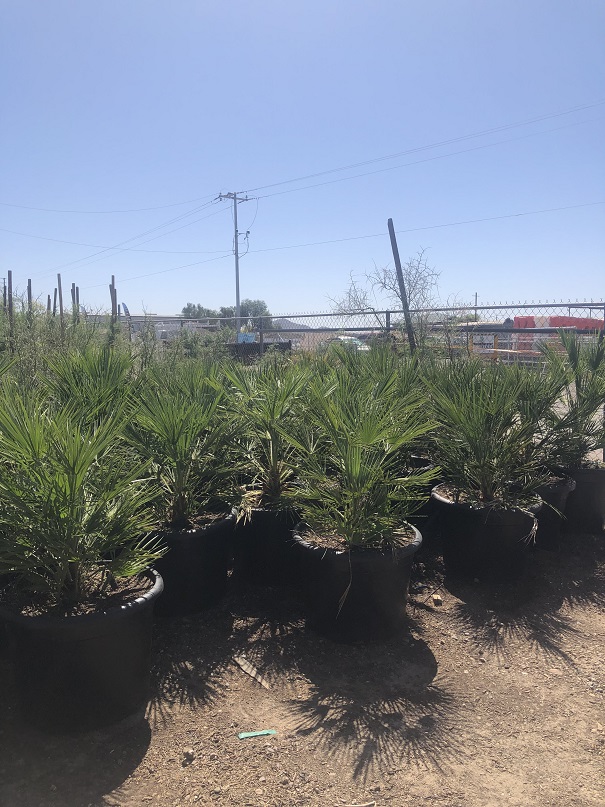 chamaerops-humilis-european-fan-palm-mediterranean-fan-palm