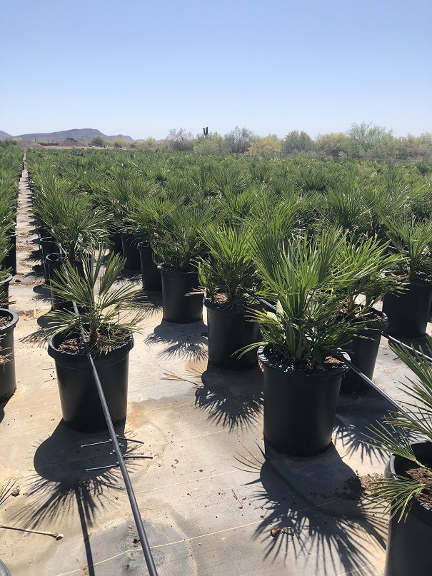 chamaerops-humilis-european-fan-palm-mediterranean-fan-palm