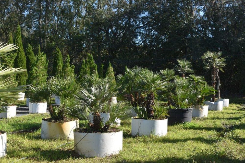chamaerops-humilis-european-fan-palm-mediterranean-fan-palm