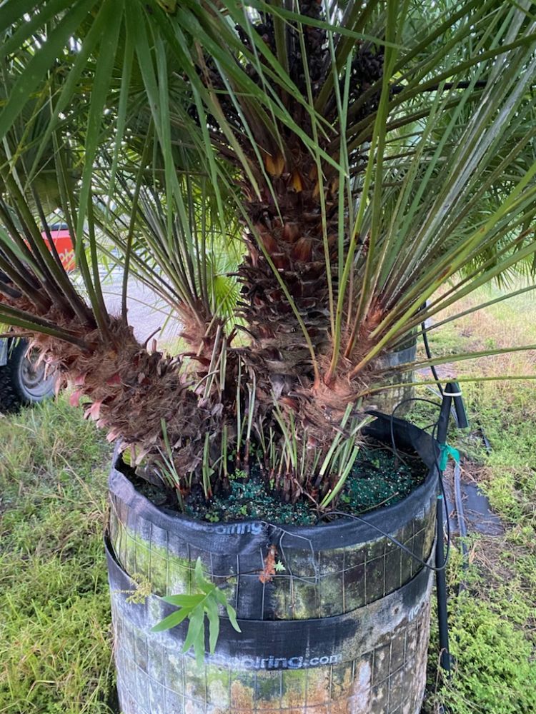 chamaerops-humilis-european-fan-palm-mediterranean-fan-palm