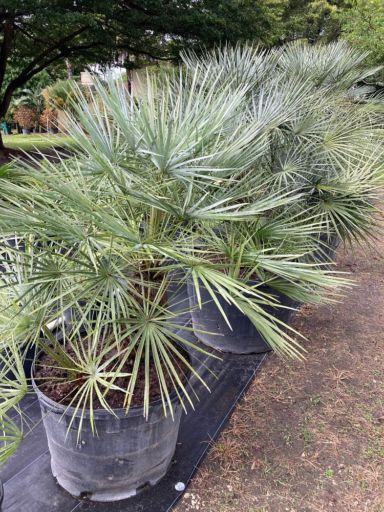chamaerops-humilis-european-fan-palm-mediterranean-fan-palm