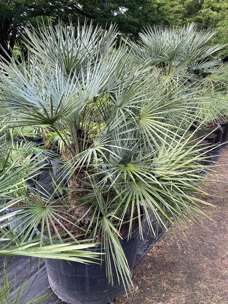 chamaerops-humilis-european-fan-palm-mediterranean-fan-palm