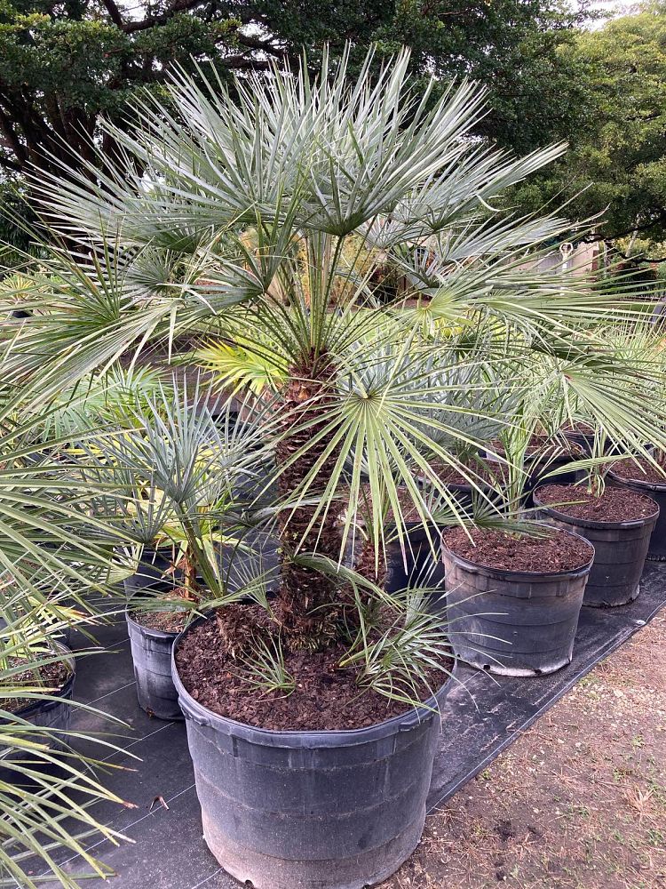 chamaerops-humilis-european-fan-palm-mediterranean-fan-palm