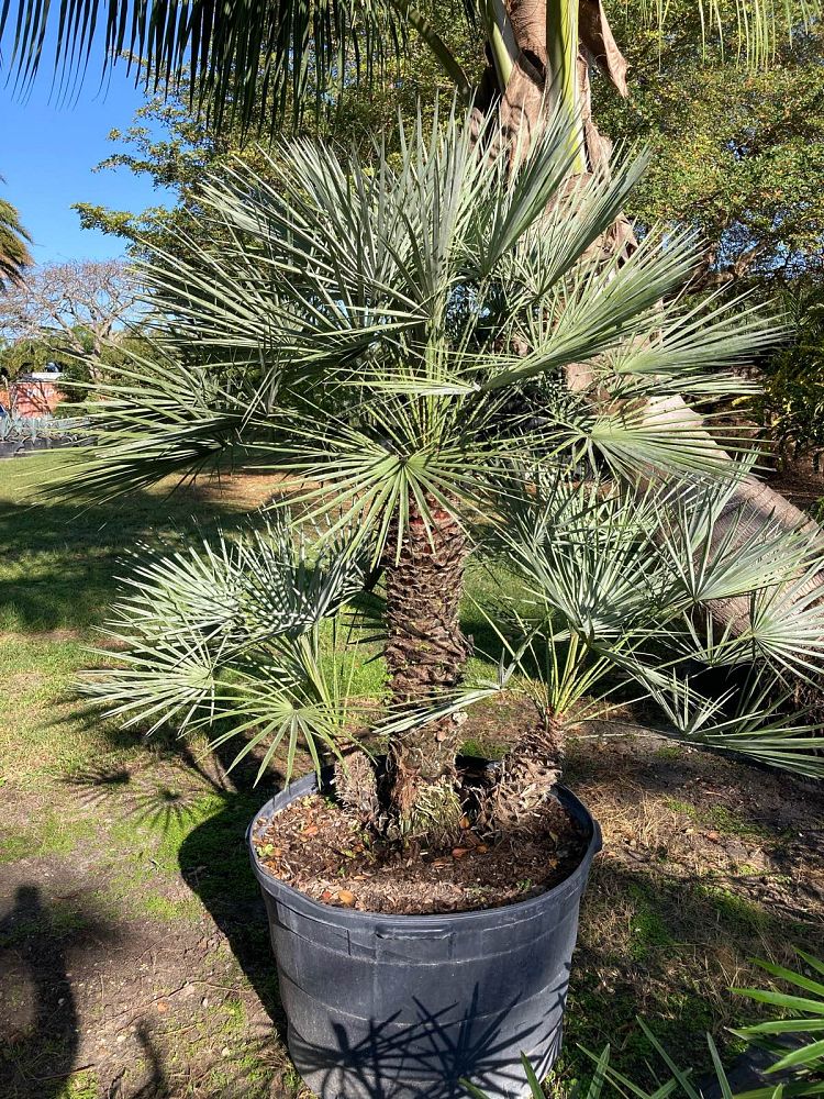 chamaerops-humilis-european-fan-palm-mediterranean-fan-palm