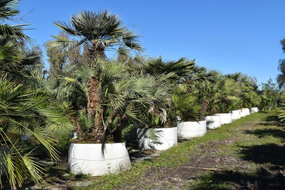 chamaerops-humilis-european-fan-palm-mediterranean-fan-palm