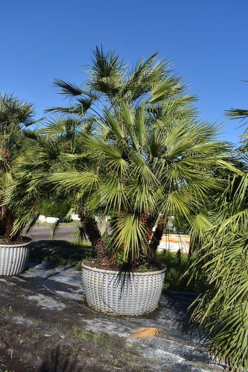 chamaerops-humilis-european-fan-palm-mediterranean-fan-palm