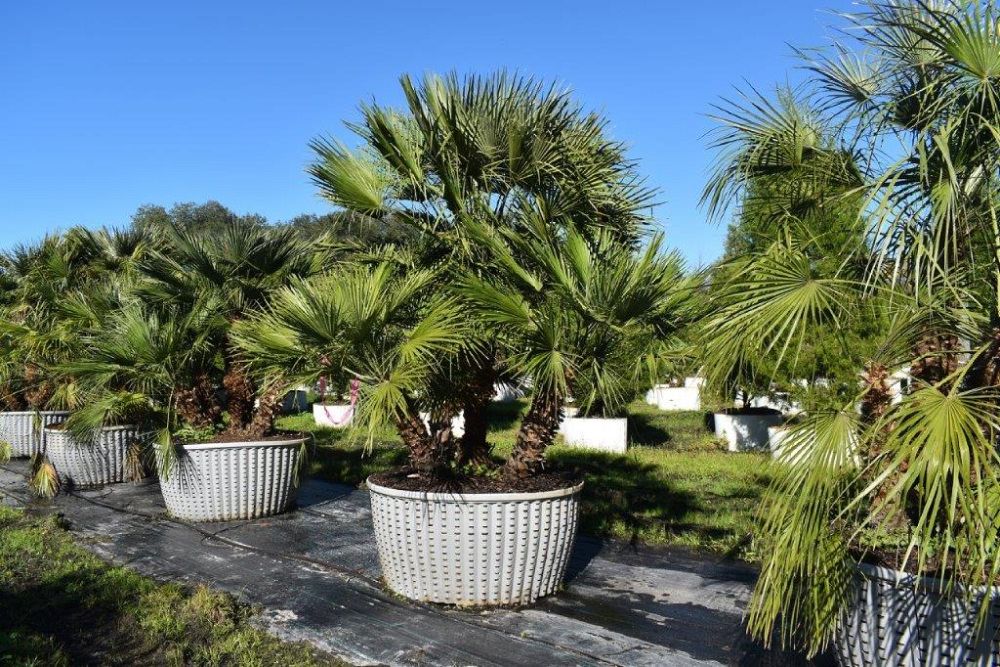 chamaerops-humilis-european-fan-palm-mediterranean-fan-palm