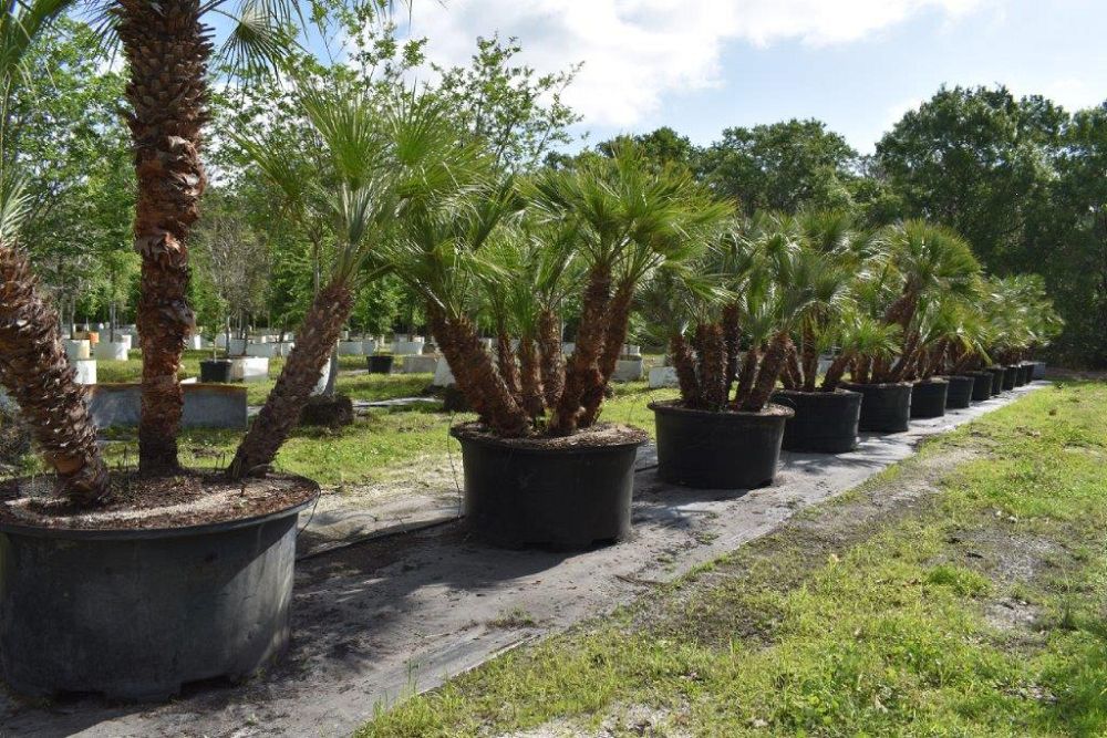 chamaerops-humilis-european-fan-palm-mediterranean-fan-palm
