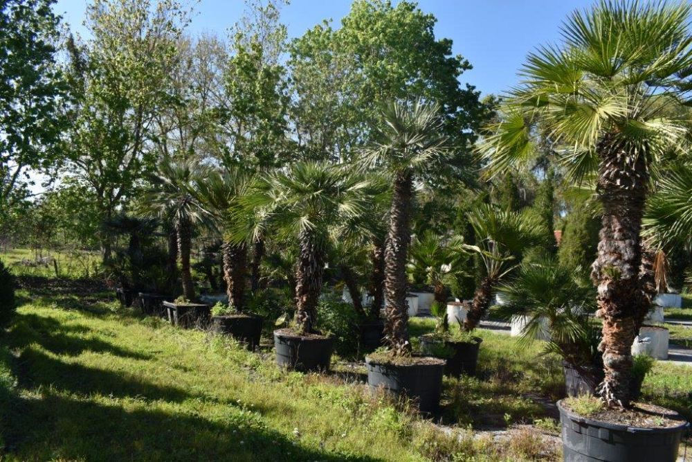 chamaerops-humilis-european-fan-palm-mediterranean-fan-palm