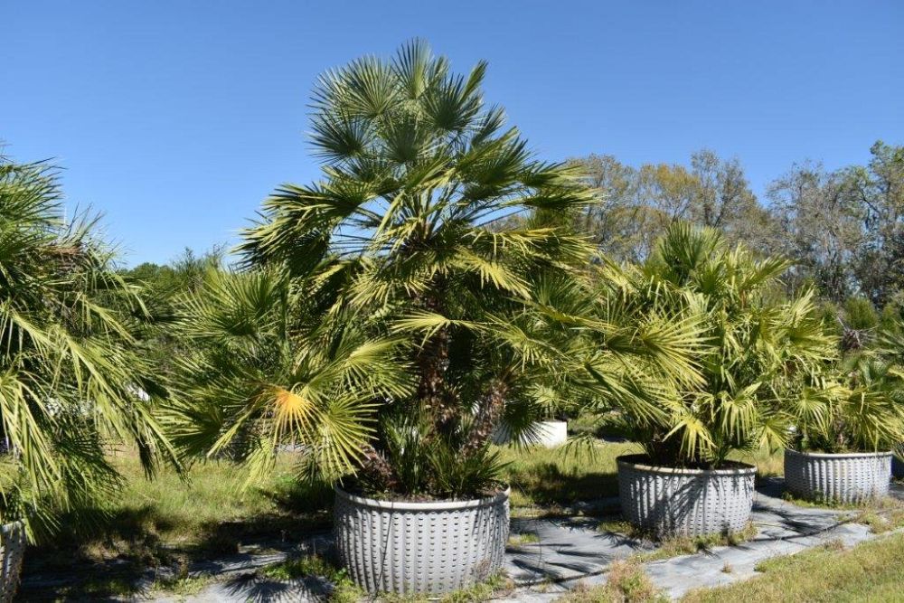 chamaerops-humilis-european-fan-palm-mediterranean-fan-palm