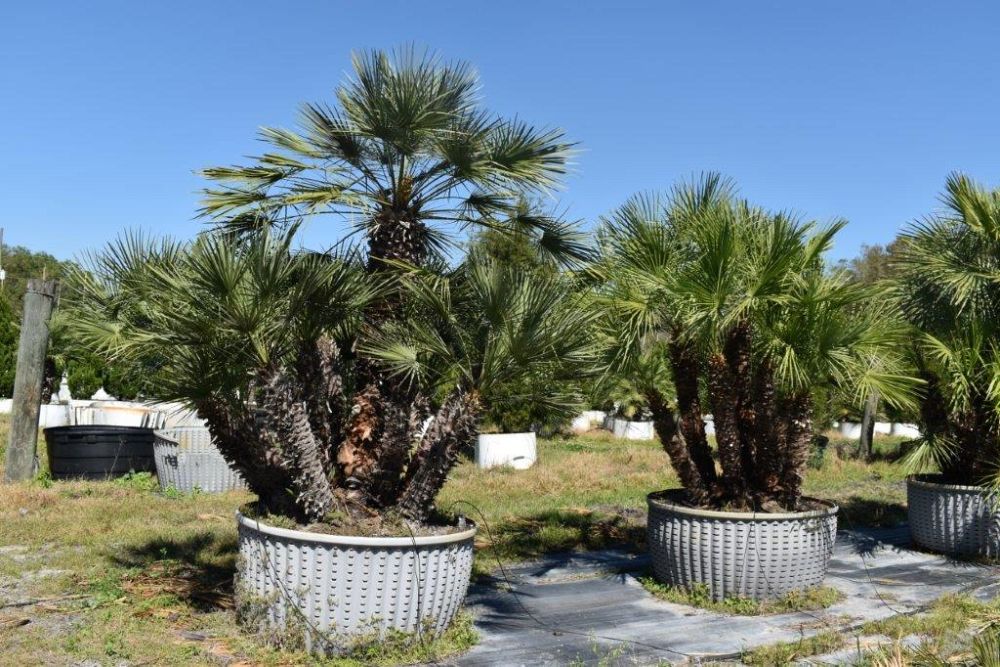 chamaerops-humilis-european-fan-palm-mediterranean-fan-palm