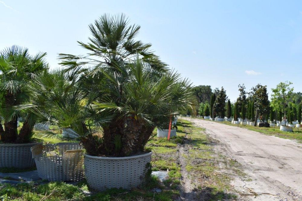 chamaerops-humilis-european-fan-palm-mediterranean-fan-palm
