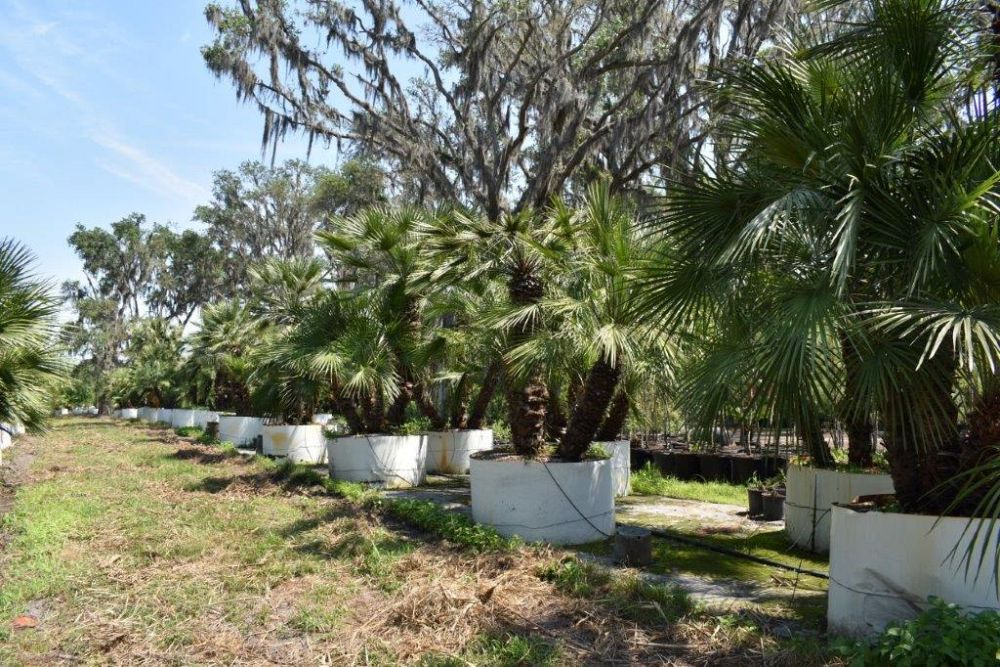 chamaerops-humilis-european-fan-palm-mediterranean-fan-palm