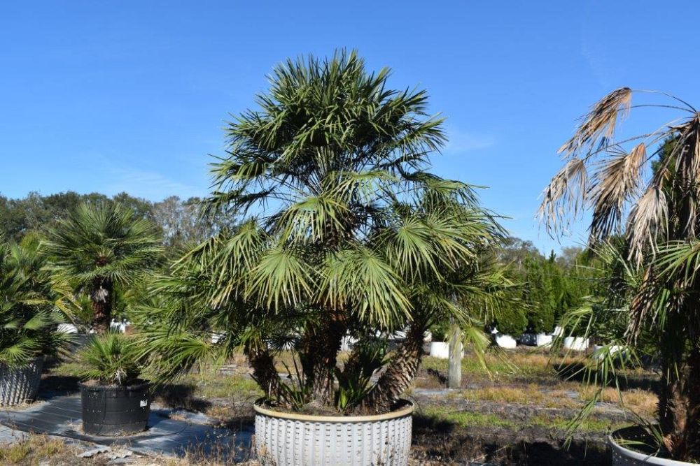 chamaerops-humilis-european-fan-palm-mediterranean-fan-palm