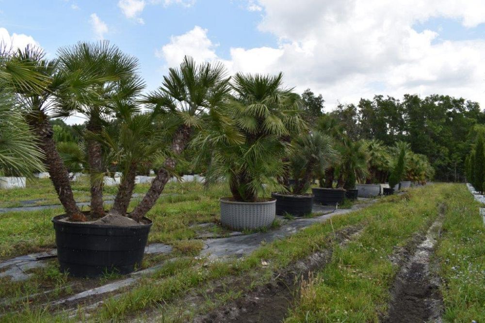 chamaerops-humilis-european-fan-palm-mediterranean-fan-palm