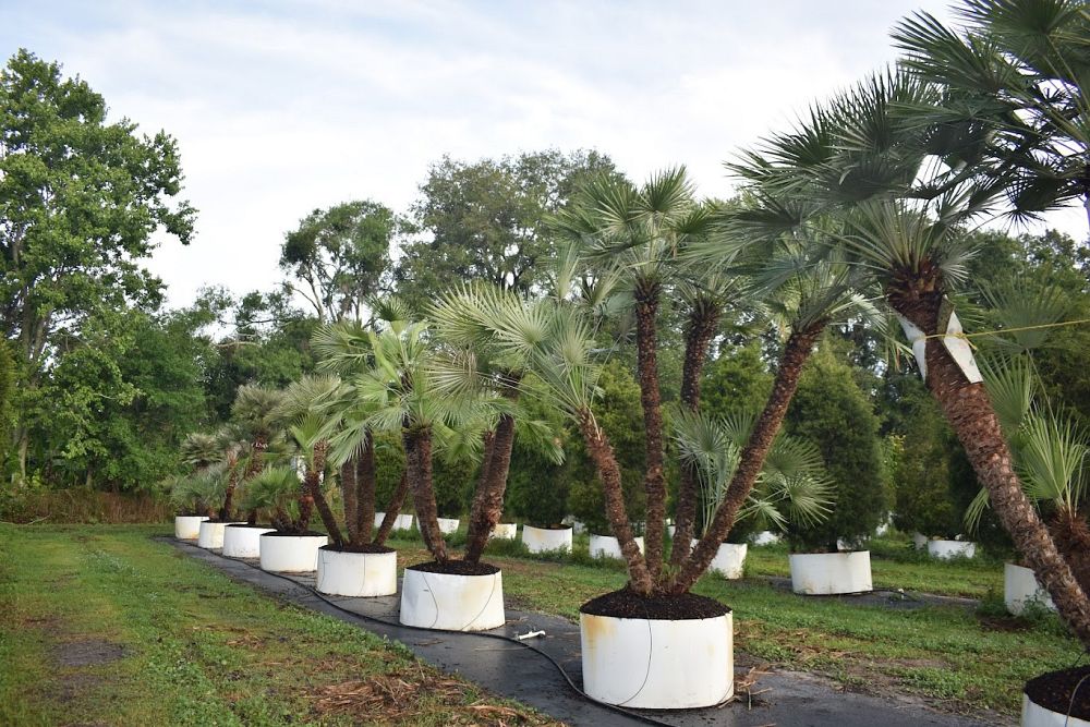 chamaerops-humilis-european-fan-palm-mediterranean-fan-palm