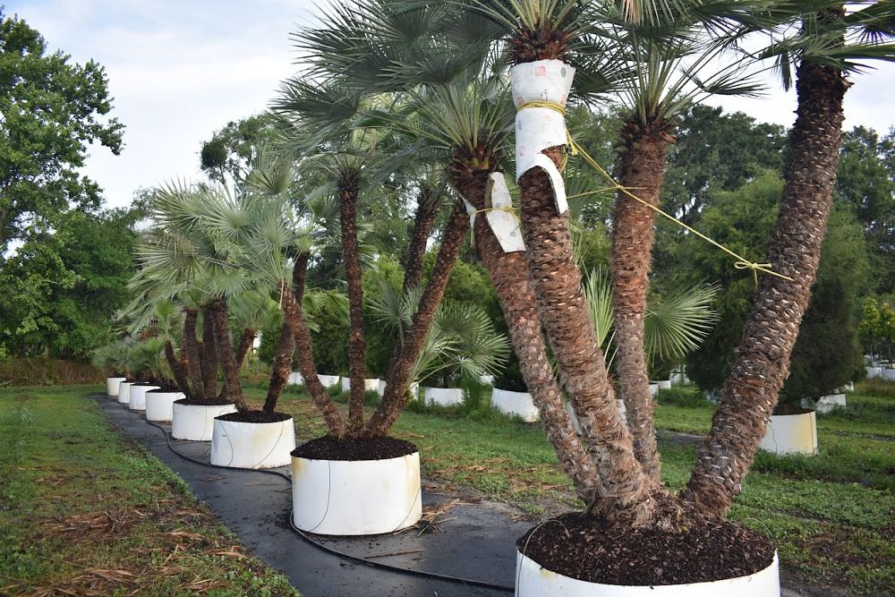 chamaerops-humilis-european-fan-palm-mediterranean-fan-palm