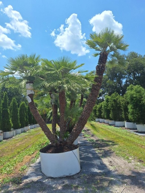 chamaerops-humilis-european-fan-palm-mediterranean-fan-palm