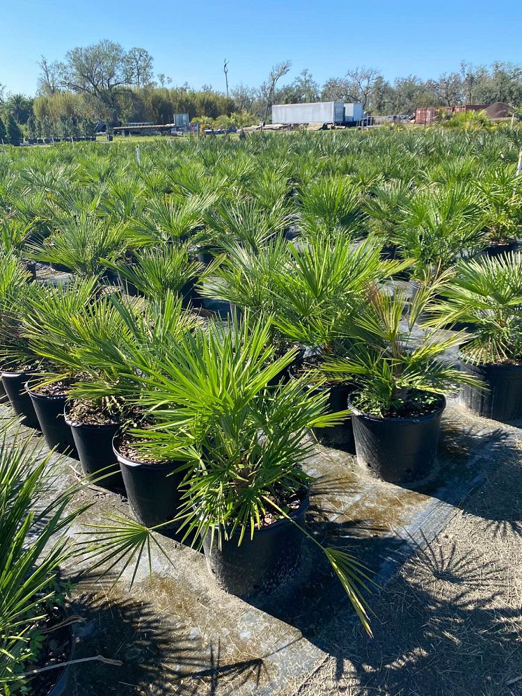 chamaerops-humilis-european-fan-palm-mediterranean-fan-palm