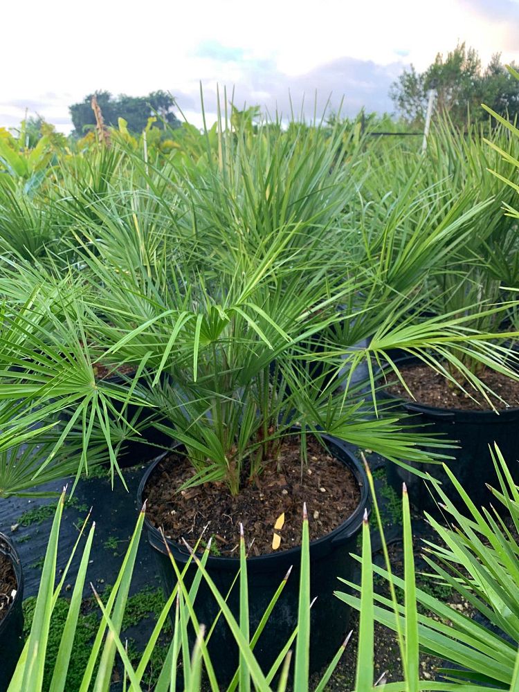 chamaerops-humilis-european-fan-palm-mediterranean-fan-palm