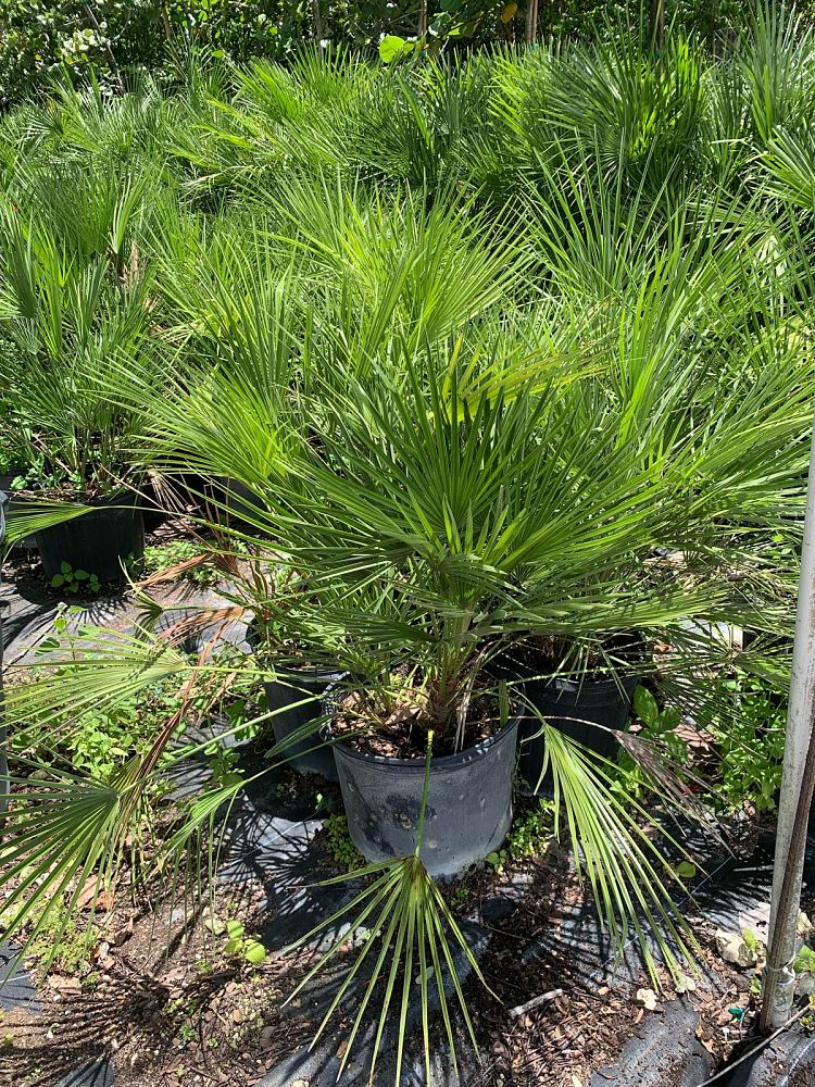 chamaerops-humilis-european-fan-palm-mediterranean-fan-palm