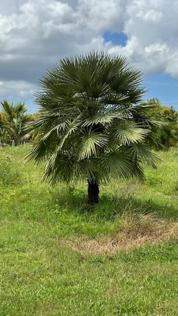 chamaerops-humilis-european-fan-palm-mediterranean-fan-palm