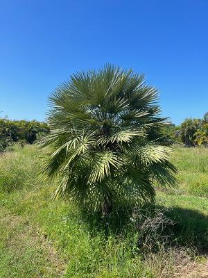 chamaerops-humilis-european-fan-palm-mediterranean-fan-palm
