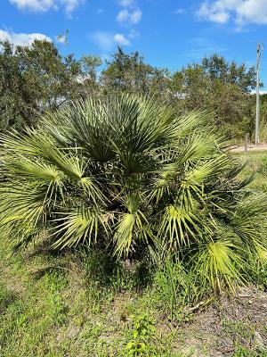 chamaerops-humilis-european-fan-palm-mediterranean-fan-palm