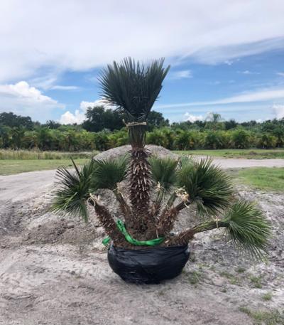 chamaerops-humilis-european-fan-palm-mediterranean-fan-palm