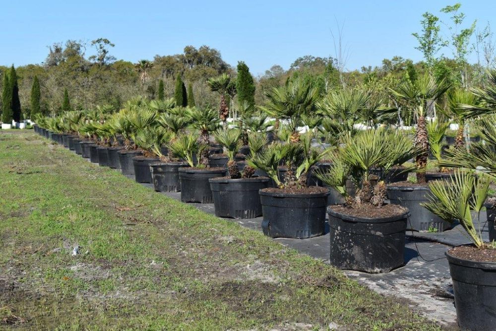 chamaerops-humilis-european-fan-palm-mediterranean-fan-palm