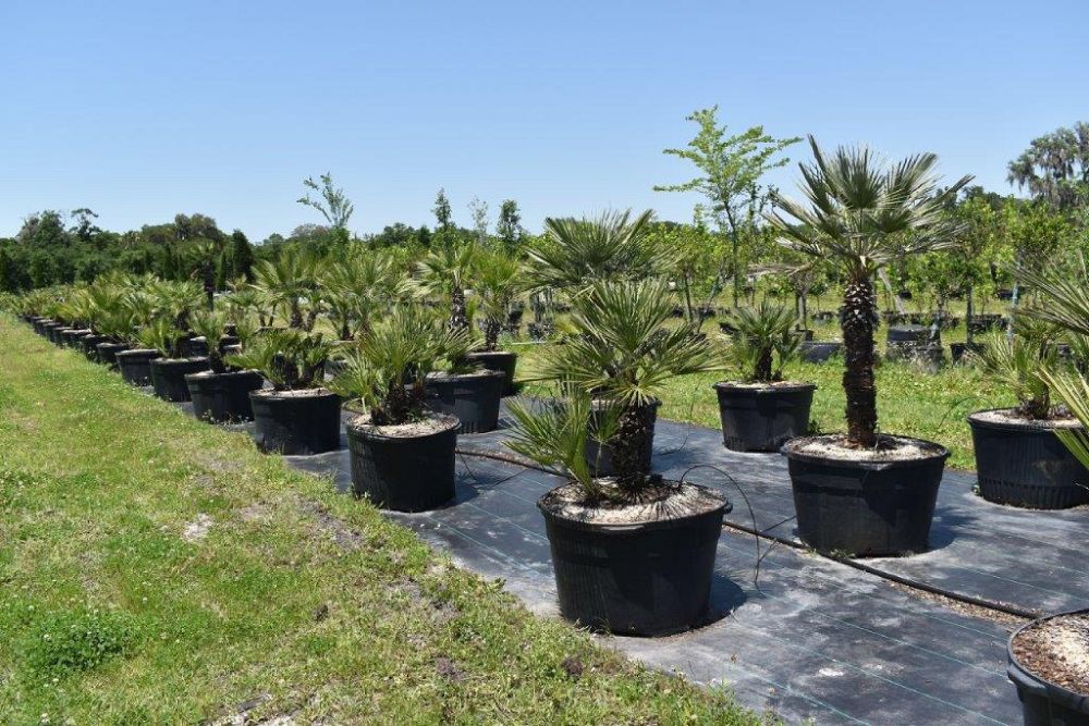 chamaerops-humilis-european-fan-palm-mediterranean-fan-palm
