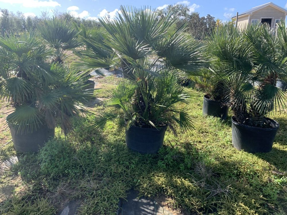 chamaerops-humilis-european-fan-palm-mediterranean-fan-palm